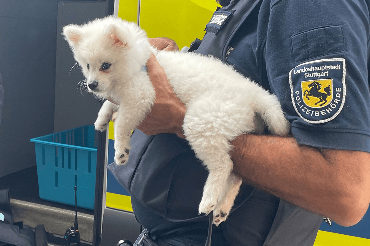 Ein Polizist hält einen Pomeranian-Welpen