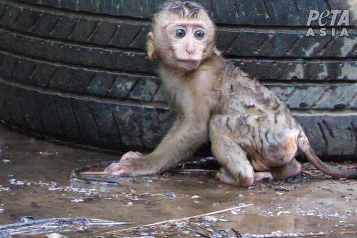 Ein Affenbaby sitzt verdreckt und veraengstigt im Schlamm neben einem Reifen.