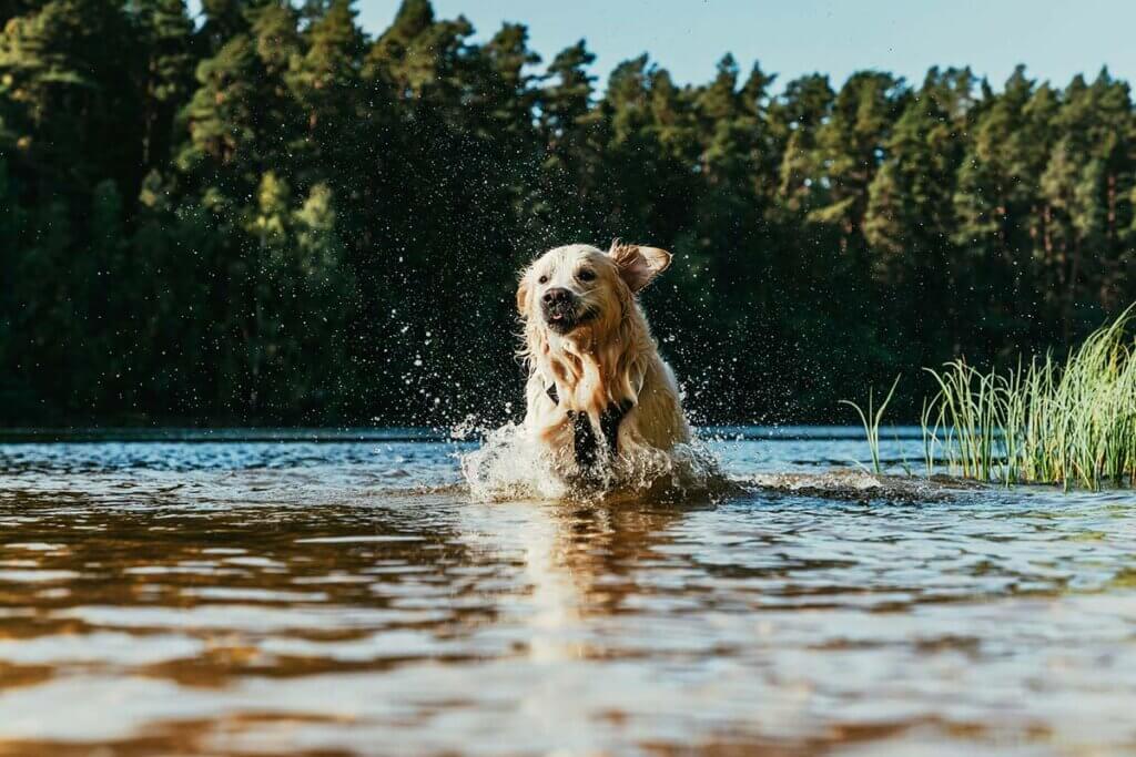 Ein heller Hund huepft durch einen Teich.