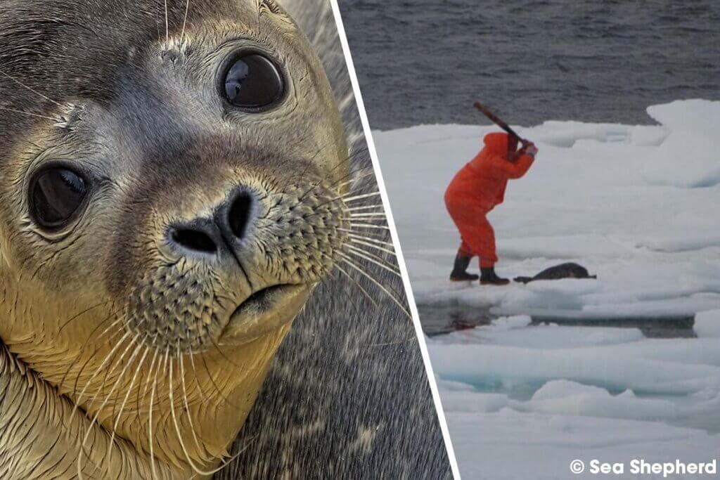 Collage. Links eine Robbe. Rechts eine Person, die auf einer Eisscholle nach einer Robbe mit einem Knueppel haut.