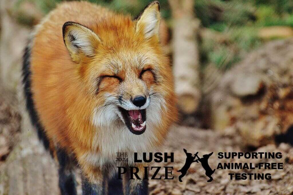 Logo Lush Preis gegen Tierversuche mit einem frohen Fuchs im Hintergrund.