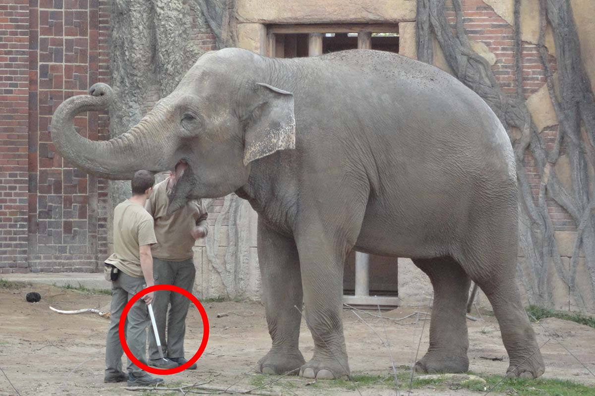 Männer mit Elefantenhaken stehen vor einem Elefanten.