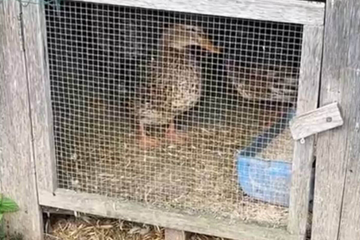 Braune Enten sind in einen kleinen Kaefig gesperrt.