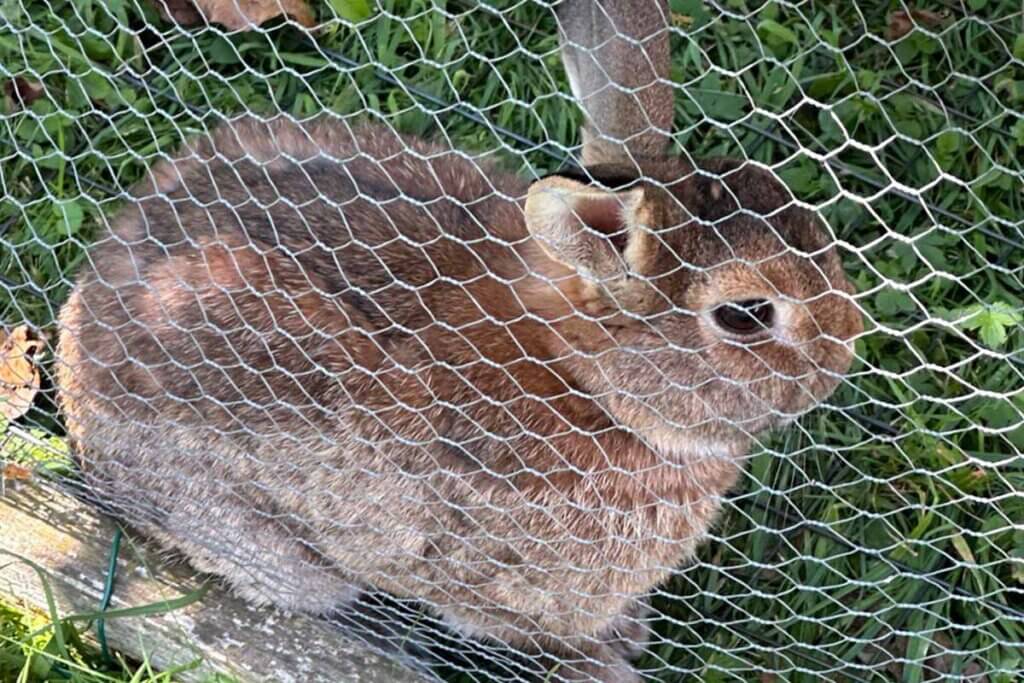 Ein braunes Kaninchen sitzt an einem Maschendrahtzaun auf der Wiese.