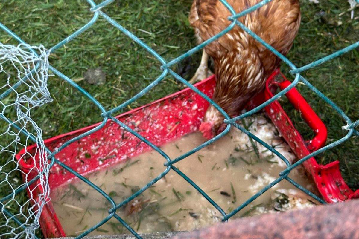 Ein Huhn trinkt aus einer verdreckten Wanne braunes Wasser.