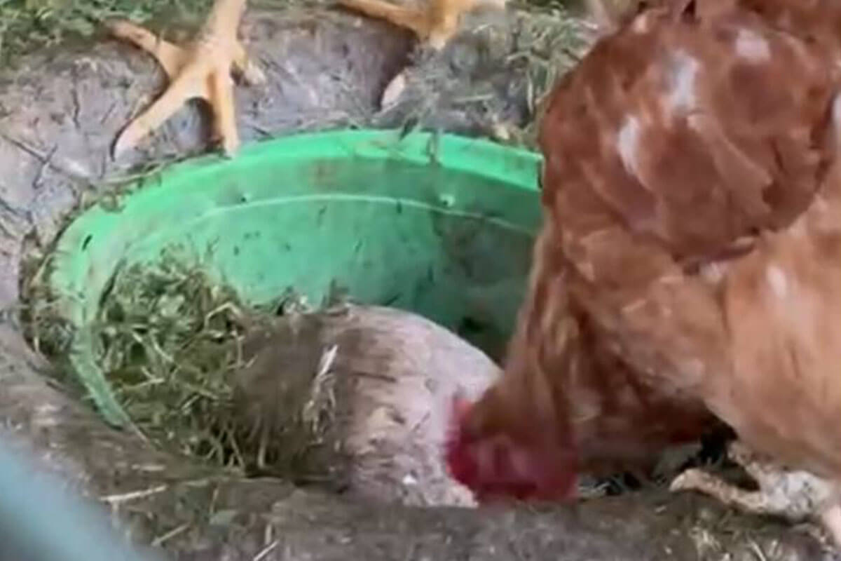 Ein Huhn pickt in einer gruenen Wanne, in der ein Kadaver eines Huhnes liegt,