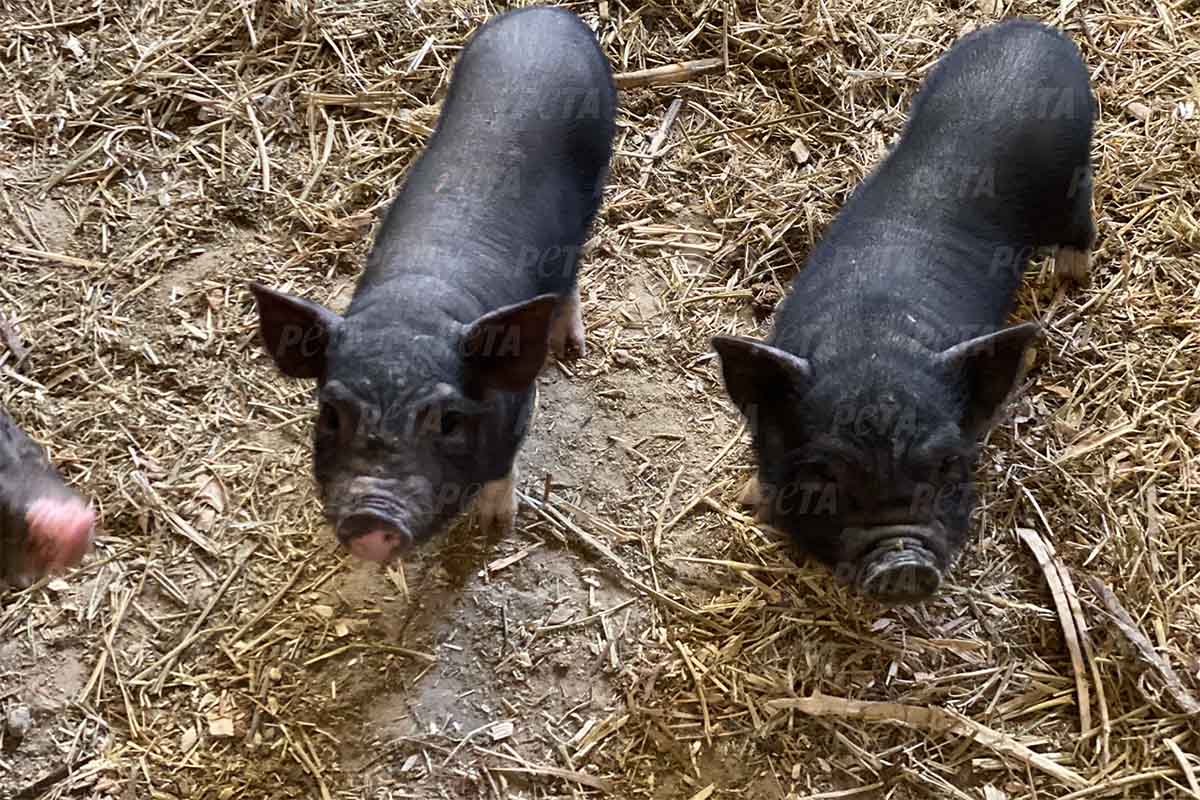 Tierische Helden in Charkiw: Animal Rescue Kharkiv rettet Schweinebabys aus apokalyptischer Umgebung