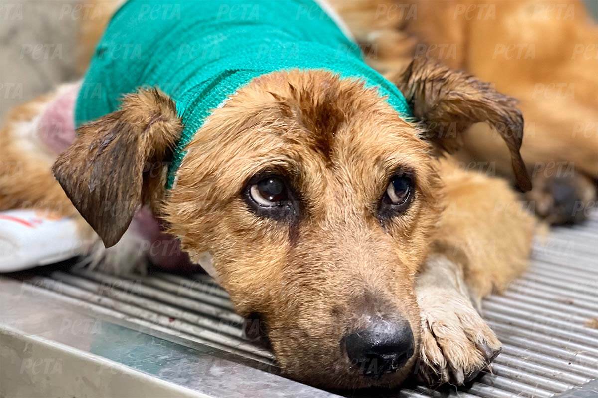 Hund liegt mit einem verbundenen Kopf und schaut nach oben