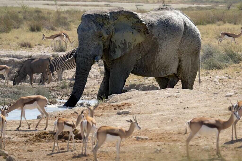 Viele verschiedene Tiere versammeln sich um eine kleine Wasserstelle, u.a. Elefant, Zebra und mehrere afrikanische Springböcke.