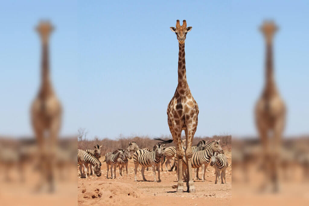 Eine Giraffe und mehrere Zebras in einer dürren Wüstenlandschaft.