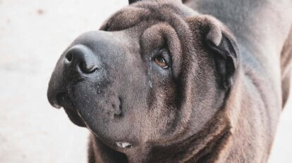 Ein brauner Shar-Pei-Hund schaut mit dem Kopf nach oben.