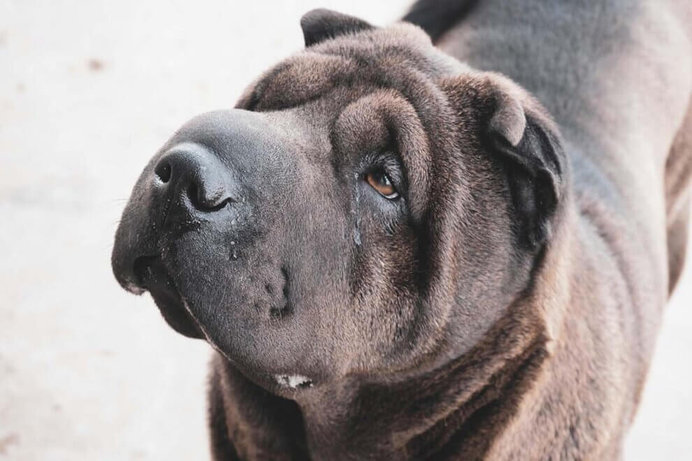 Verletzte Taube Gefunden: Was Tun? Wo Anrufen? | PETA