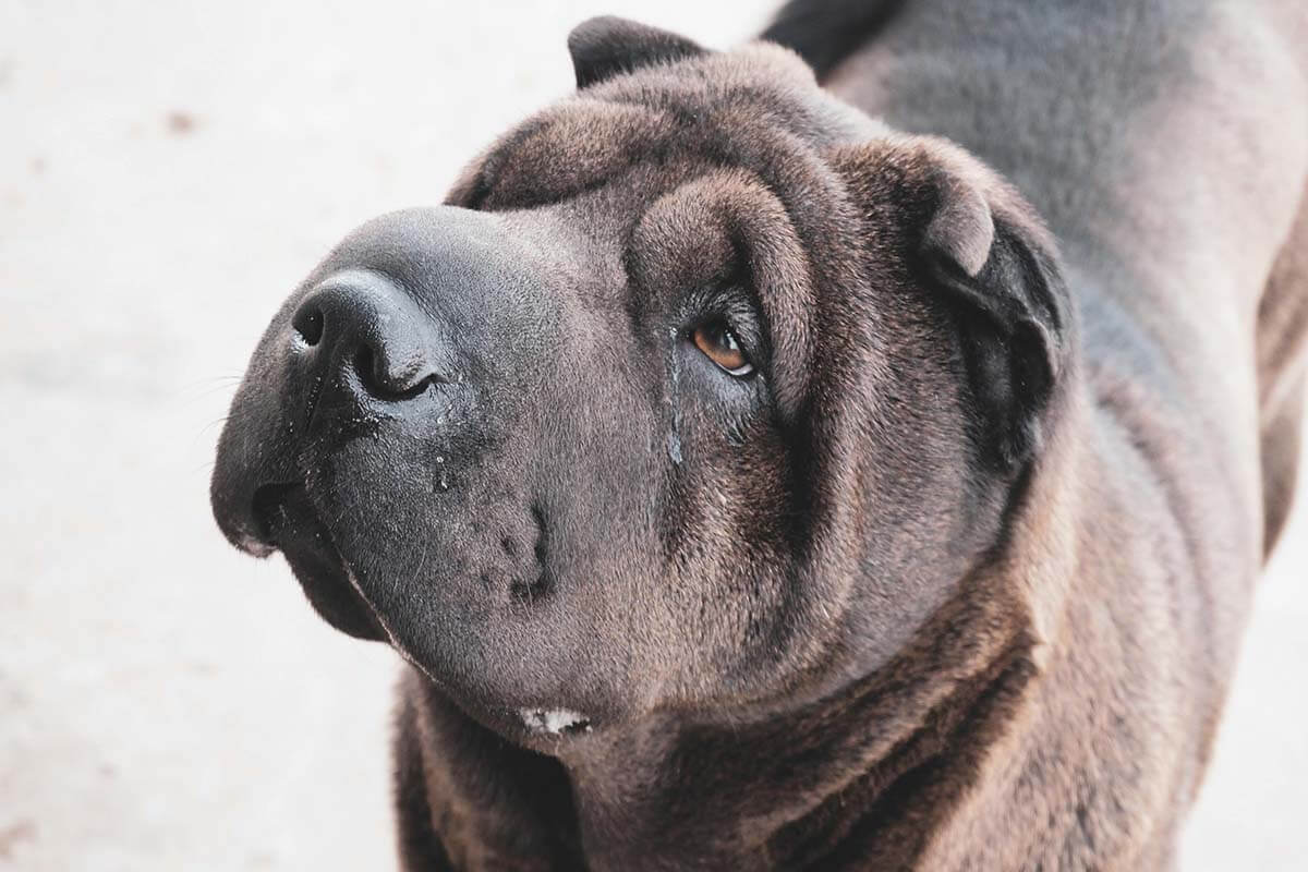 Ein brauner Shar-Pei-Hund schaut mit dem Kopf nach oben.