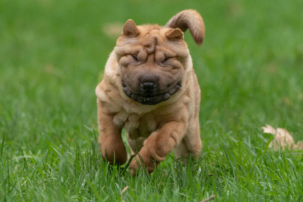 Ein brauner Shar-Pei-Welpe rennt ueber eine Wiese.