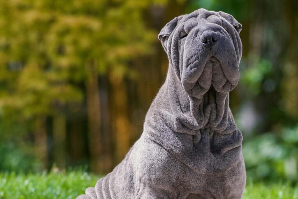 Ein grauer Shar-Pei-Hund sitzt vor einem Wald.