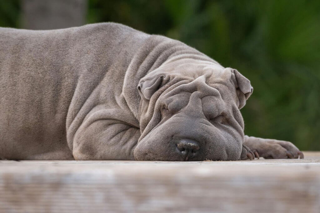 Ein grauer Shar-Pei-Hund liegt mit dem Kopf am Boden auf einer Steinplatte.