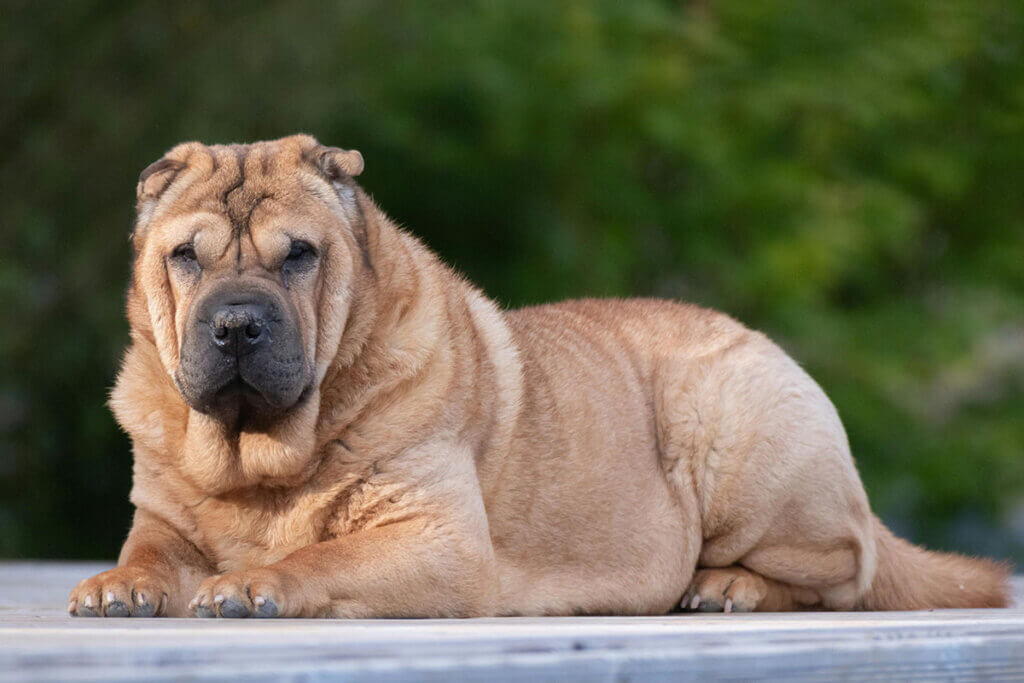 Ein beiger Shar-Pei-Hund liegt auf dem Boden hinter einem gruenen Busch.