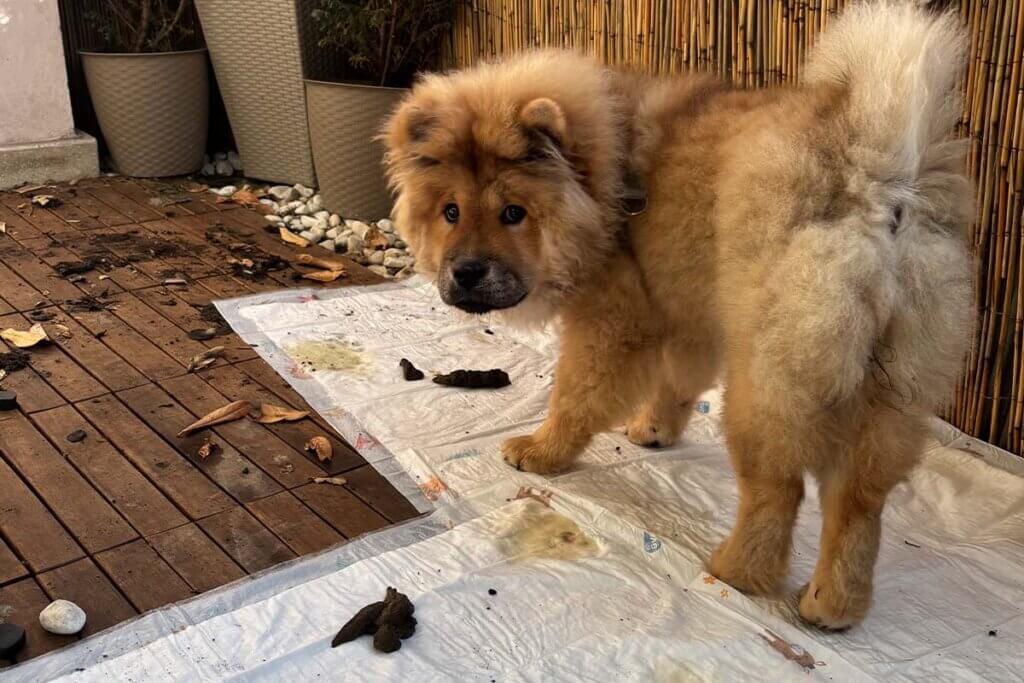 Ein brauner Hundewelpe steht auf einer Pipi-Matte neben zwei Kackhaufen auf einem Balkon.