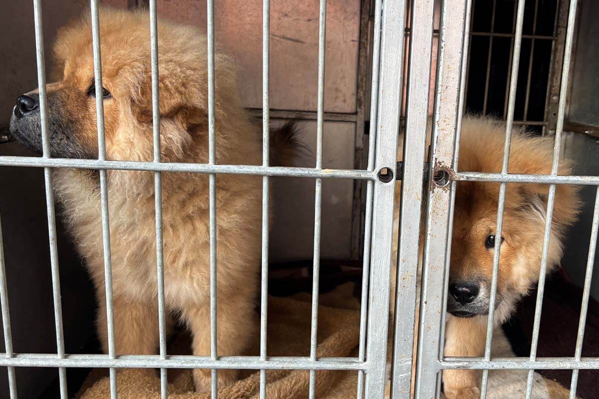 Zwei braune Hundewelpen sitzen in einem Stahlkaefig auf einer Decke.