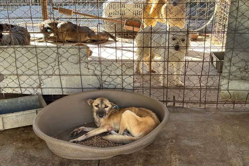 Ein stark abgemagerter Hund in einer Tötungseinrichtung.