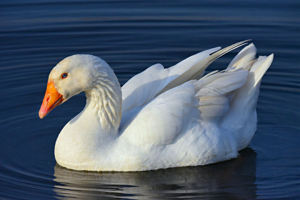 Eine Gans schwimmt auf dem Wasser.