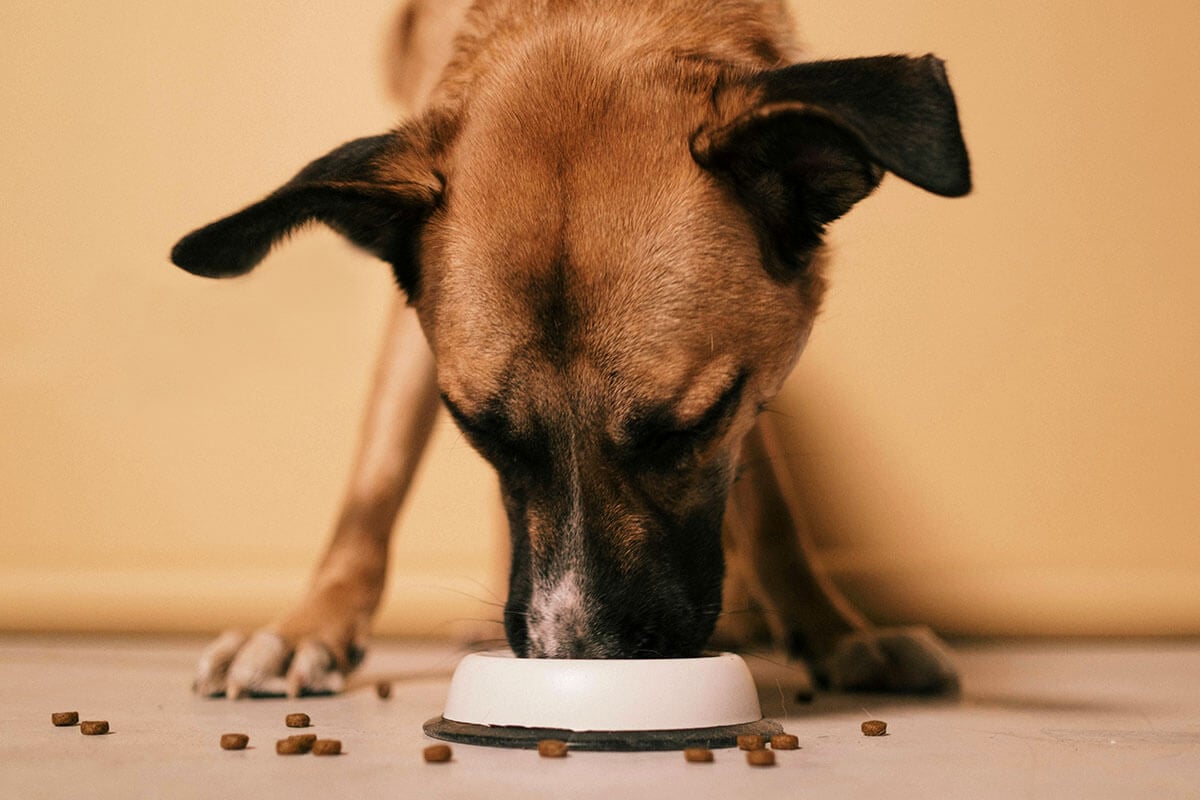 Ein brauner Hund isst aus einem kleinen weissen Napf.