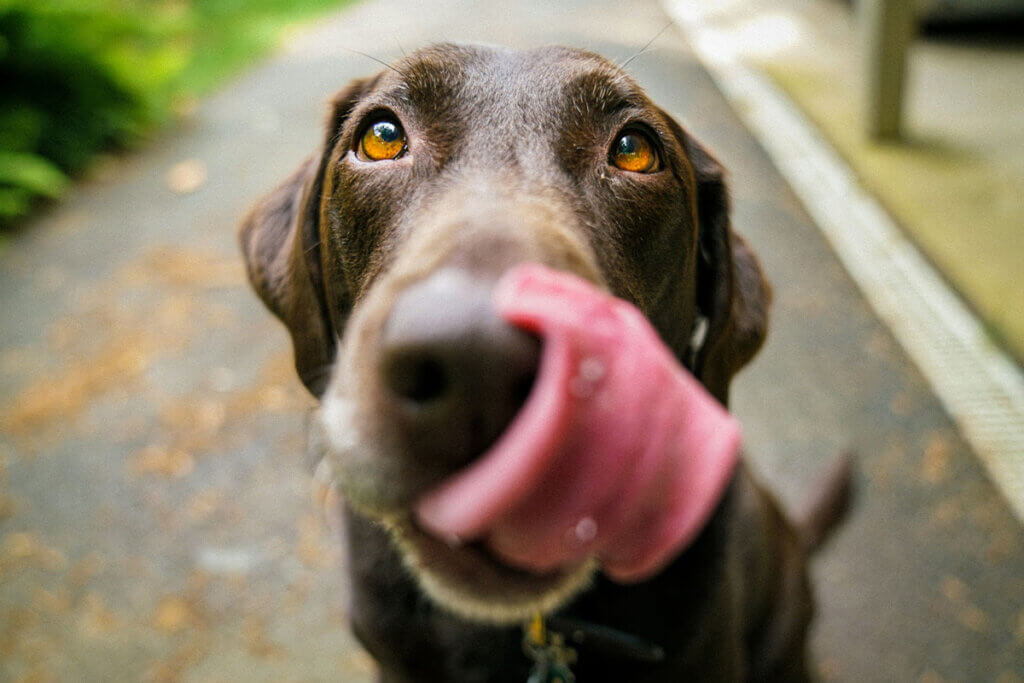 Ein brauner Hund schleckt sich ueber das Gesicht.