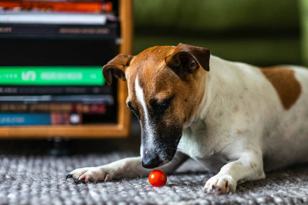 Ein Hund liegt auf einem grauen Teppich und schnueffelt an einer Tomate.