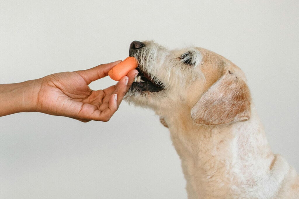 Eine Person gibt einem Hund eine Karotte zu essen.