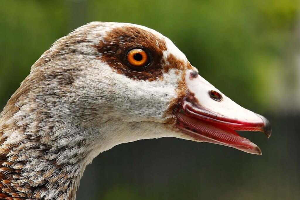 Nilgans Nahaufnahme