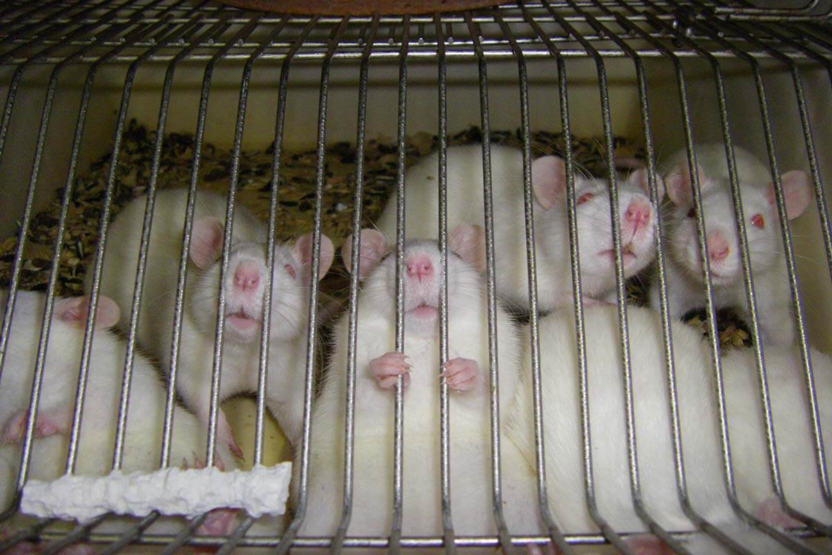 Mehrere Albino-Ratten in einem kleinem Käfig in einem Versuchslabor eingesperrt.