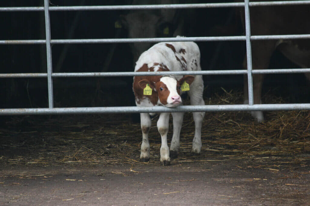 Ein Kalb, welches den Kopf durch die Gitterstäbe streckt.