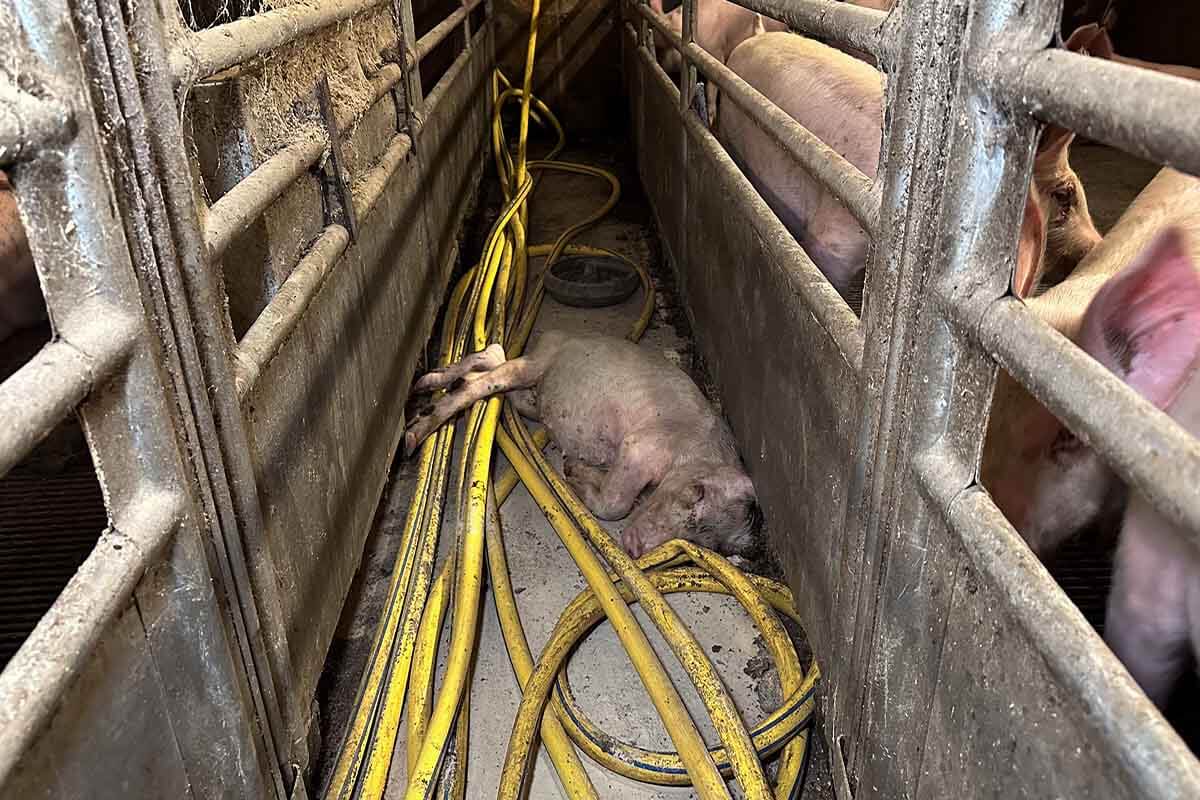 Wursthersteller Levoni: Kranke und tote Schweine für Parmaschinken?