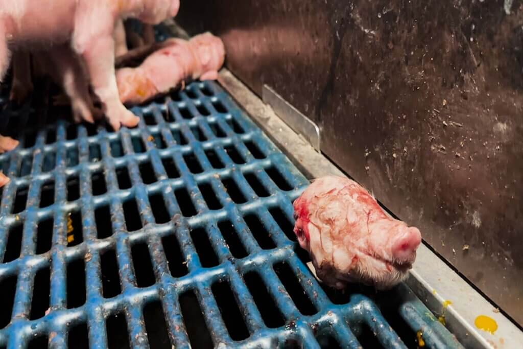 Ein abgetrennter Kopf eines Ferkjels liegt auf dem Gitterboden eines Schweinezuchtbetriebes