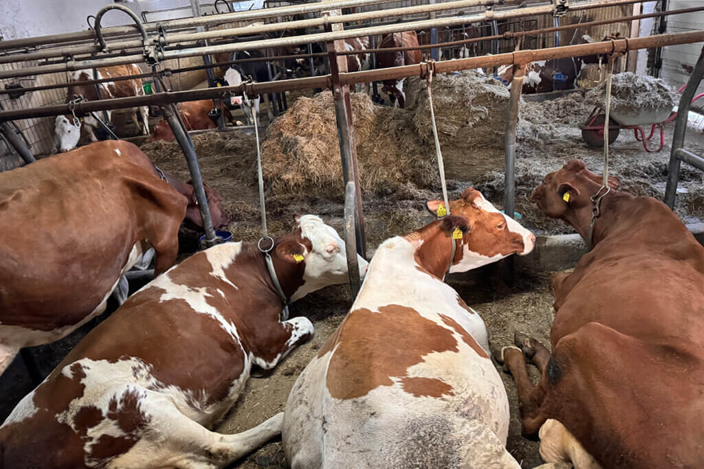 Angebundene Rinder liegen in einem Stall