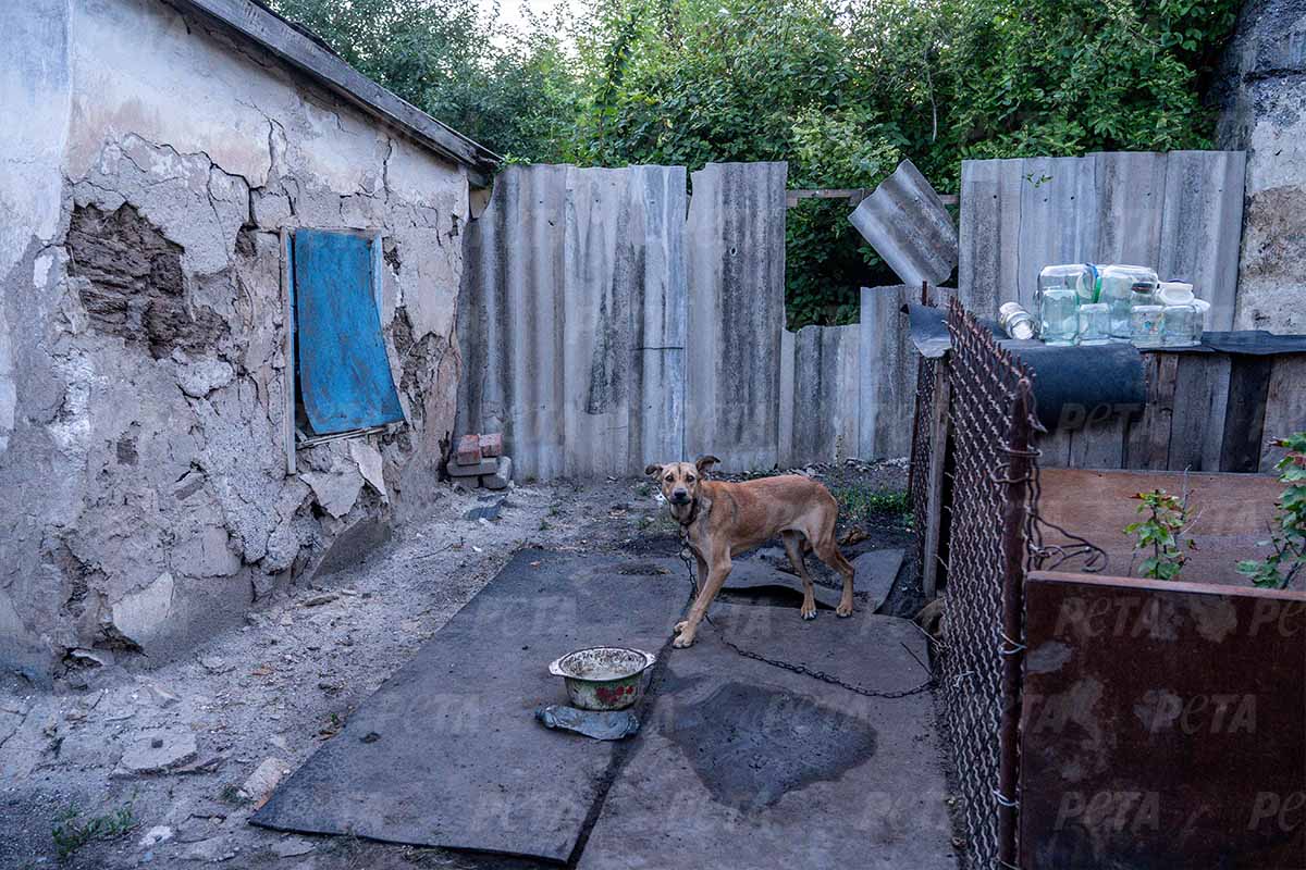 Hund in einem Hinterhof