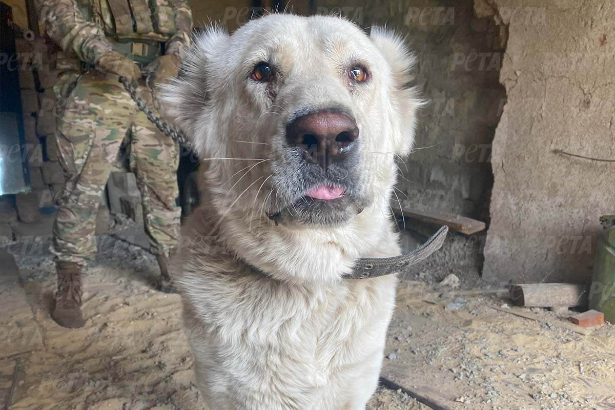 Hund wird von Mann in einer Ruine an der Leine gehalten.