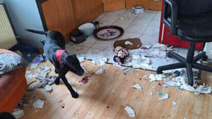 Ein schwarzer Hund steht in einer Wohnung inmitten von Unrat.