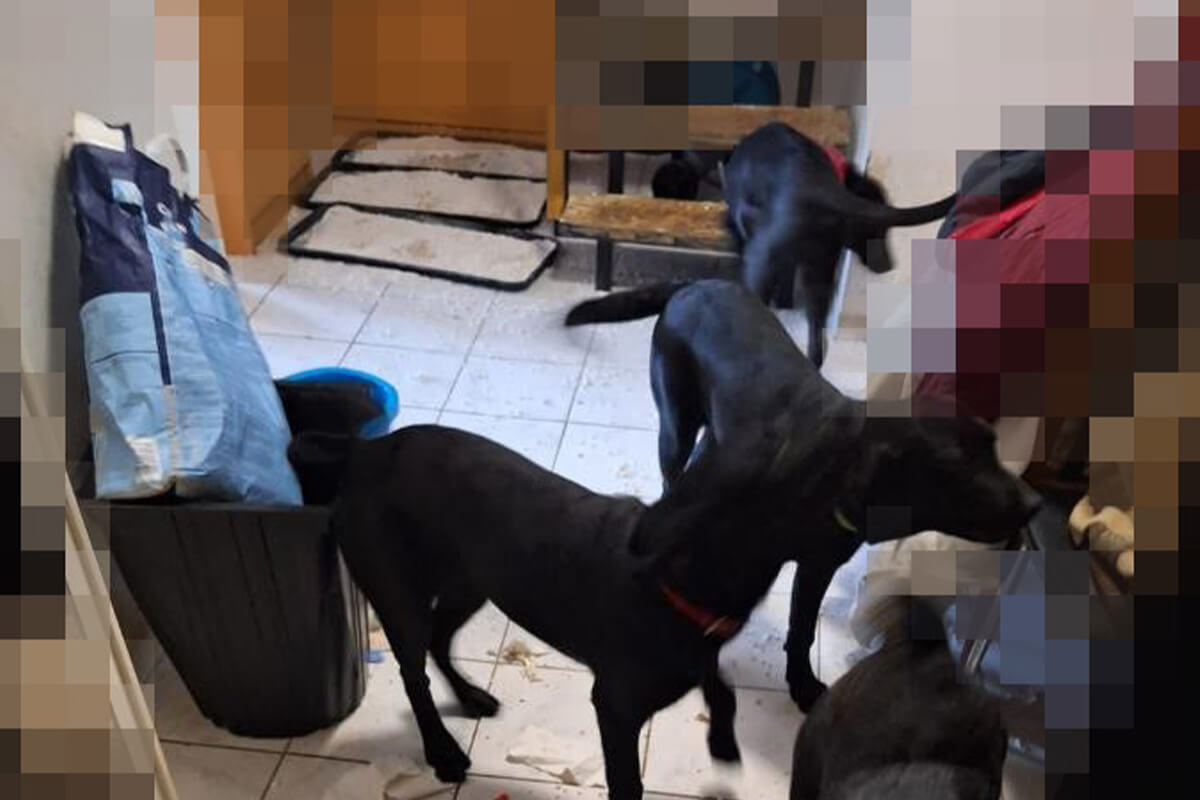 Mehrere schwarze Hunde stehen in einem verdreckten Flur.