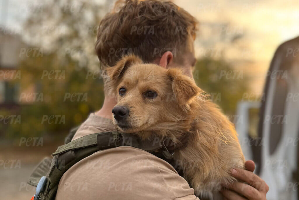 Mann hält Hund im Arm