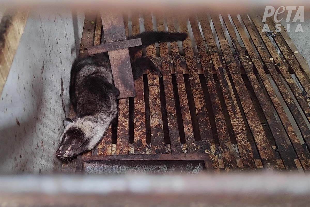 Schleichkatze auf einem Holzgitter