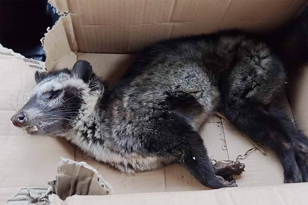 Schleichkatze bewusstlos in einem Karton