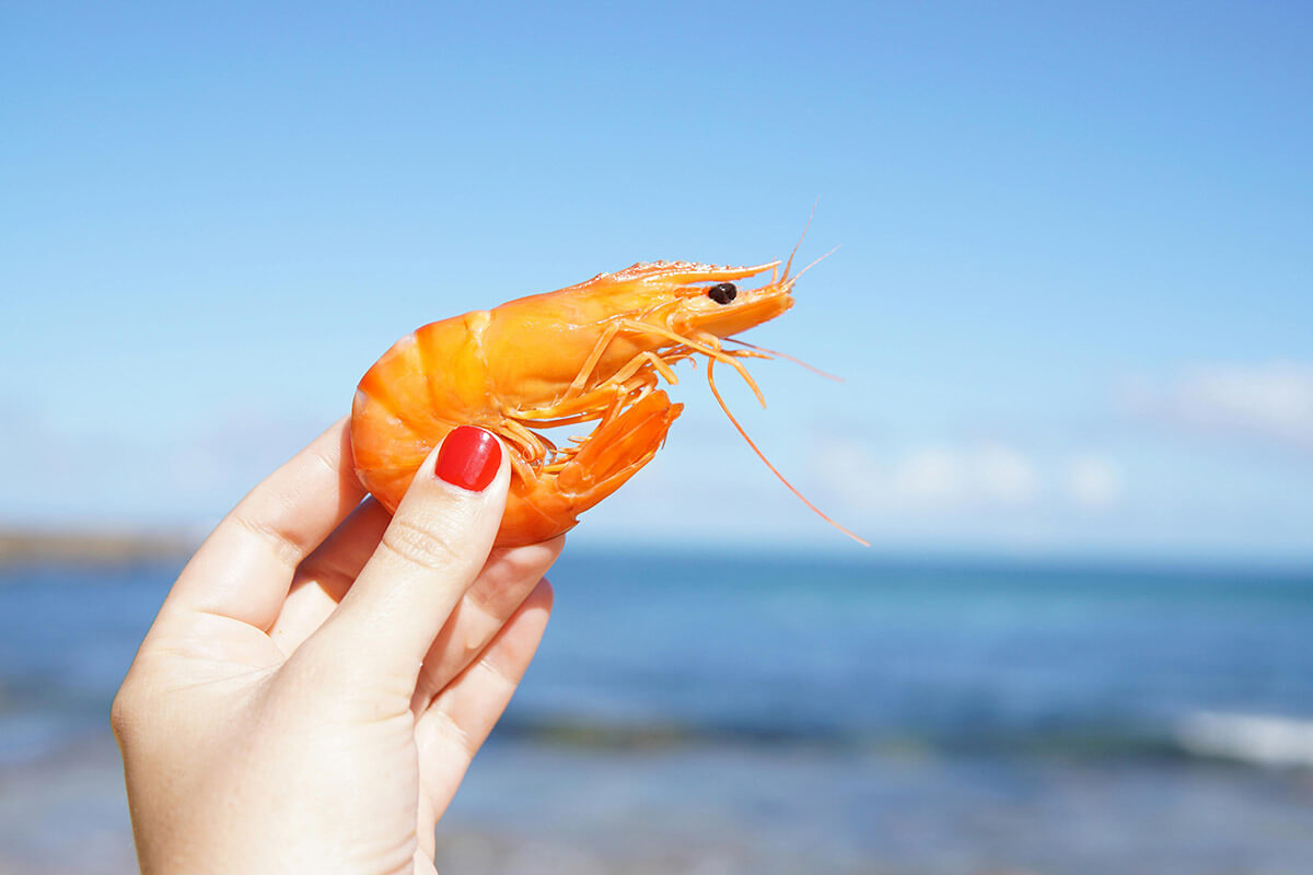 Eine PErson hält einen Shrimp in der Hand und im Hintergrund sieht man das Meer.