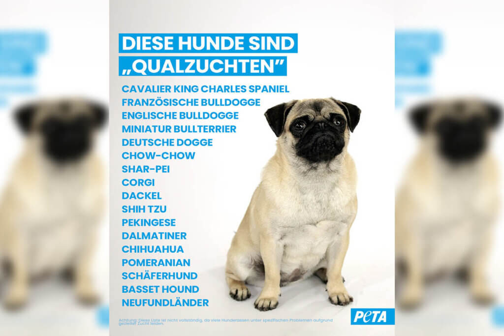 Eine Auflistung von Qualzuchten und ein Mops auf der rechten Seite.