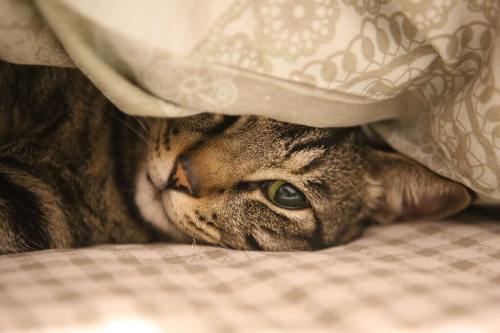 Eine Katze liegt unter einer Decke und schaut hervor.