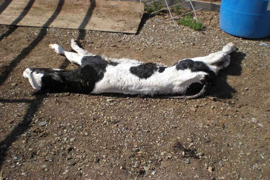 Ein totes Kalb liegt bereits mit Totenstarre auf einem erdigen Boden.