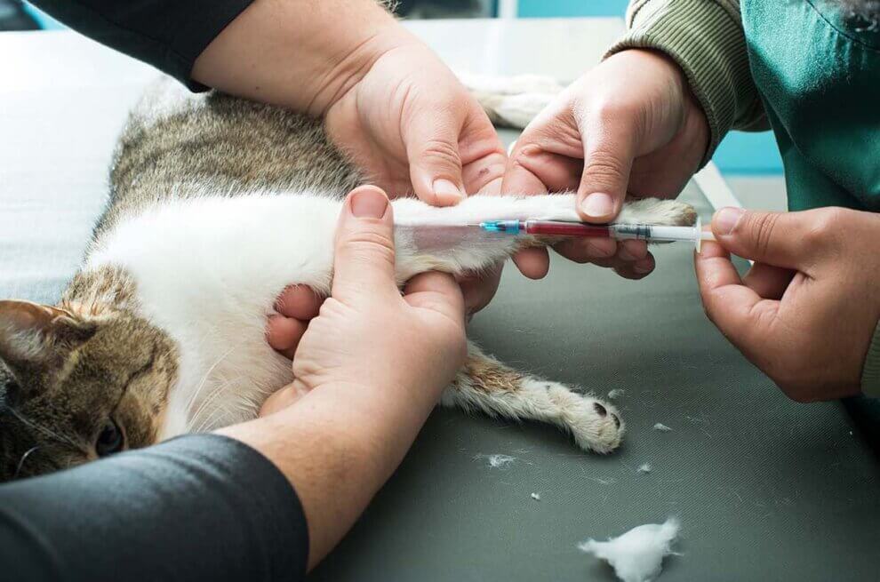 Katze wird vom Tierarzt versorgt