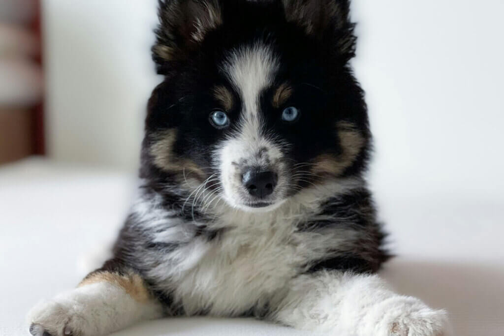 Ein schwarz-weiss gescheckter Pomsky liegt auf einem weissen Bettlaken.