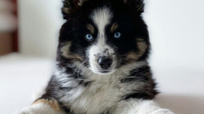 Ein schwarz-weiss gescheckter Pomsky liegt auf einem weissen Bettlaken.