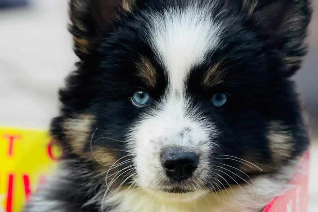 Ein schwarz-weiss gefleckter Pomsky sitzt in einem gelben Karton.